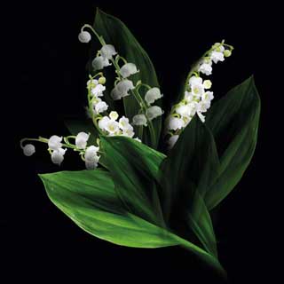 Lilies of the Valley