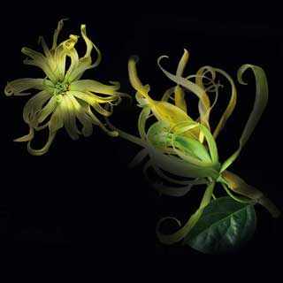 Ylang Ylang